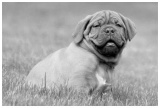 pupslibBD15052008 101